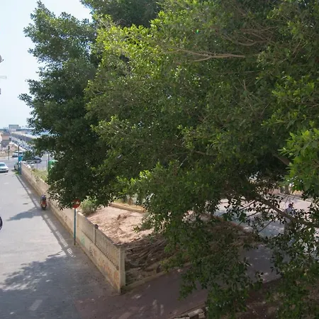 113 And Trees - Alicante