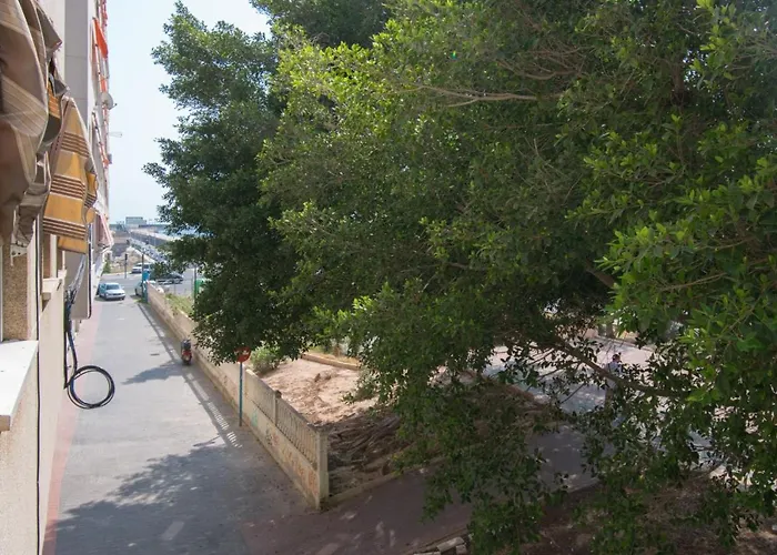 113 And Trees - Alicante